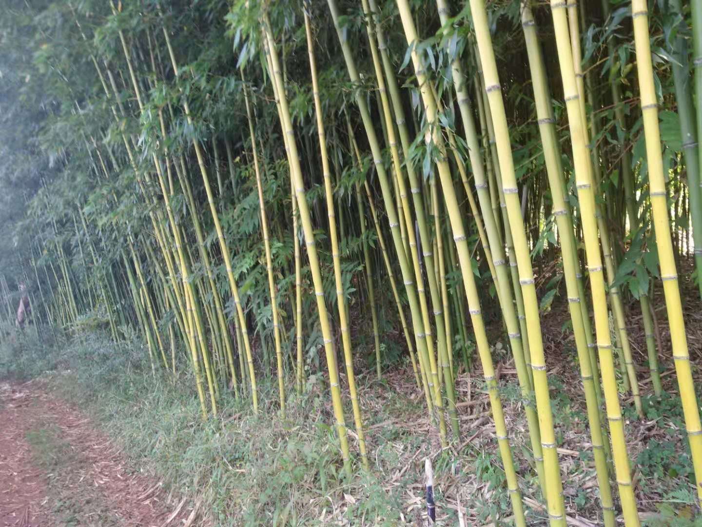 金竹林中刚冒出土的新鲜金竹笋特写