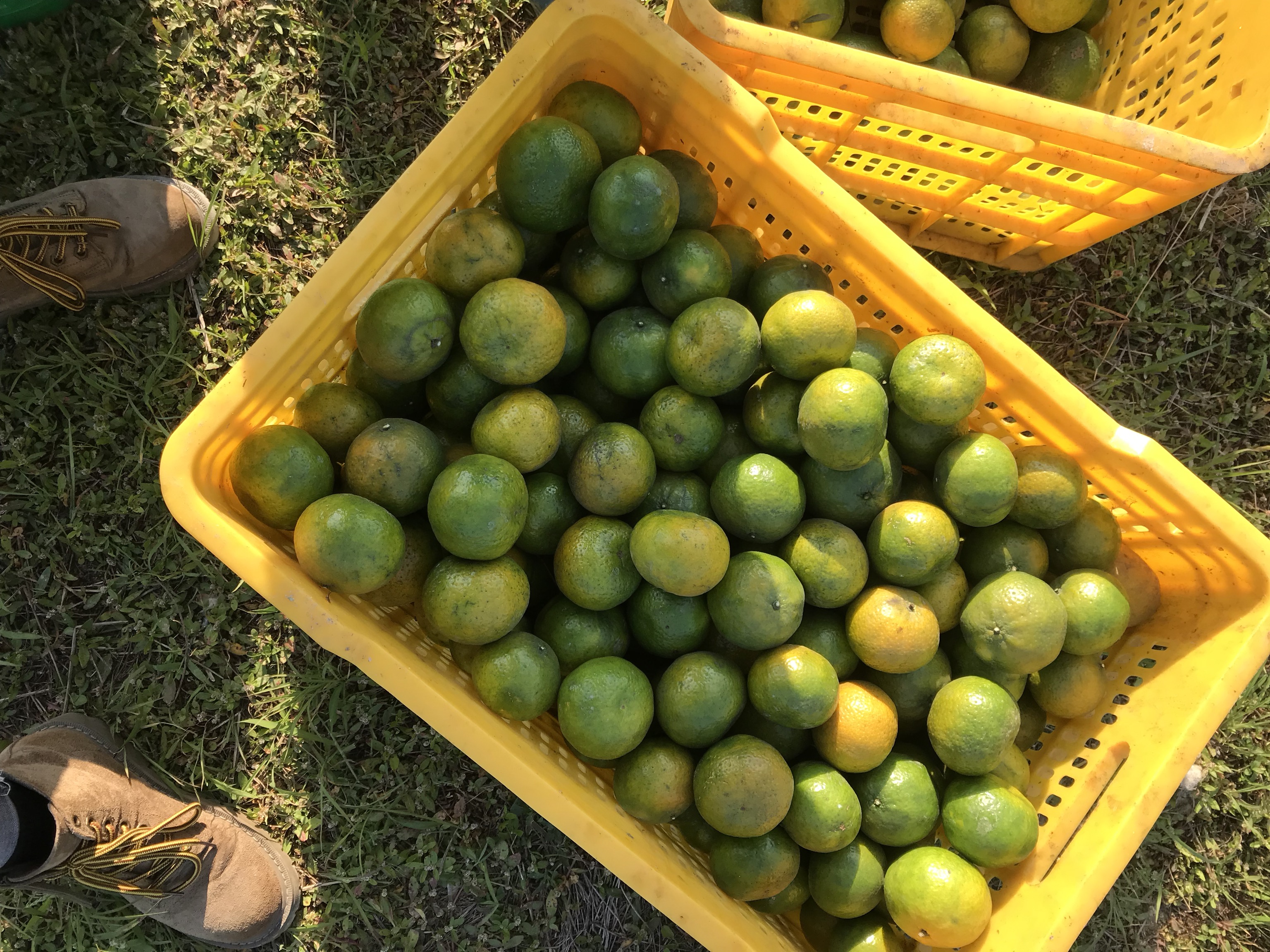 陈皮与新鲜柑橘对比图