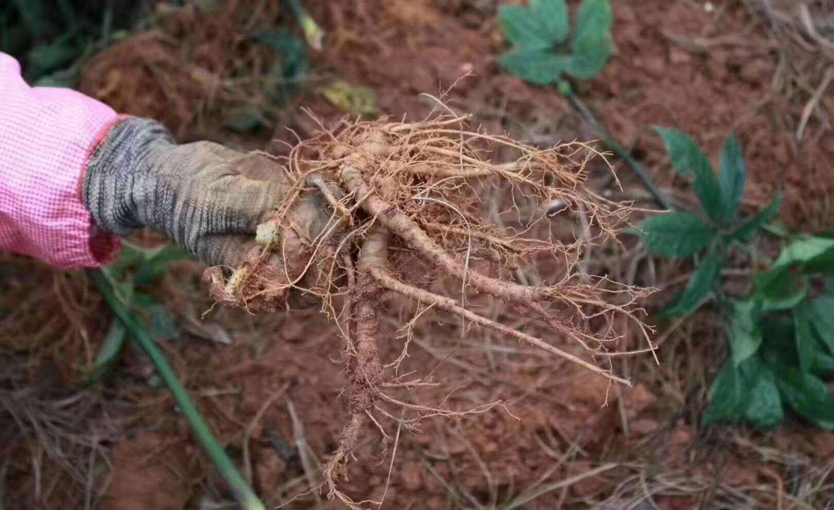 春三七与冬三七对比图