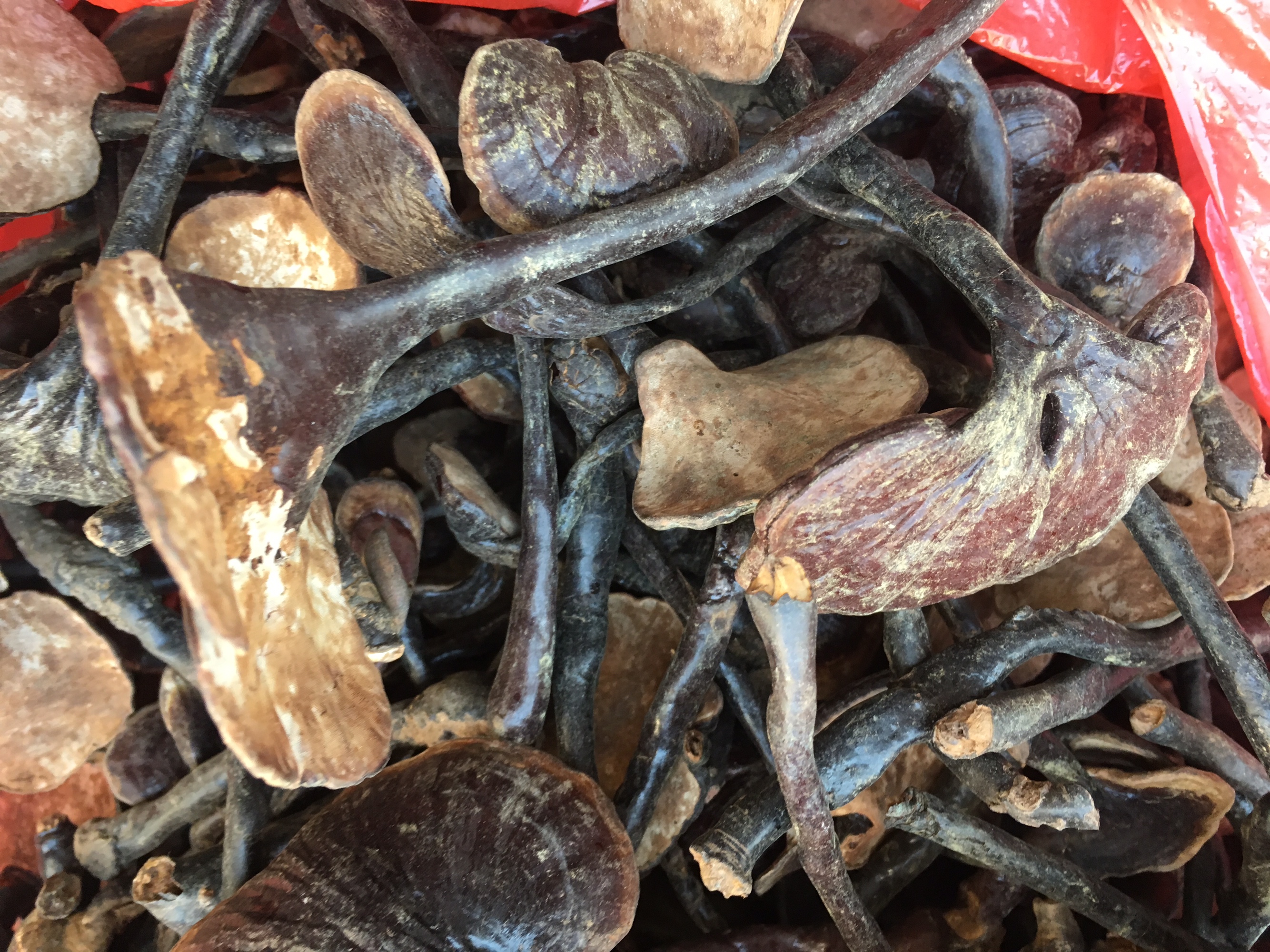 竹灵芝的形态细节图