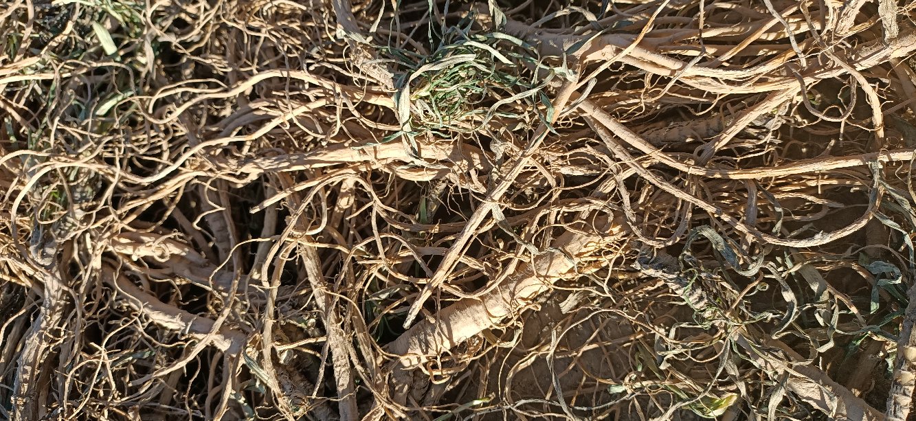 北柴胡与红柴胡植株对比图