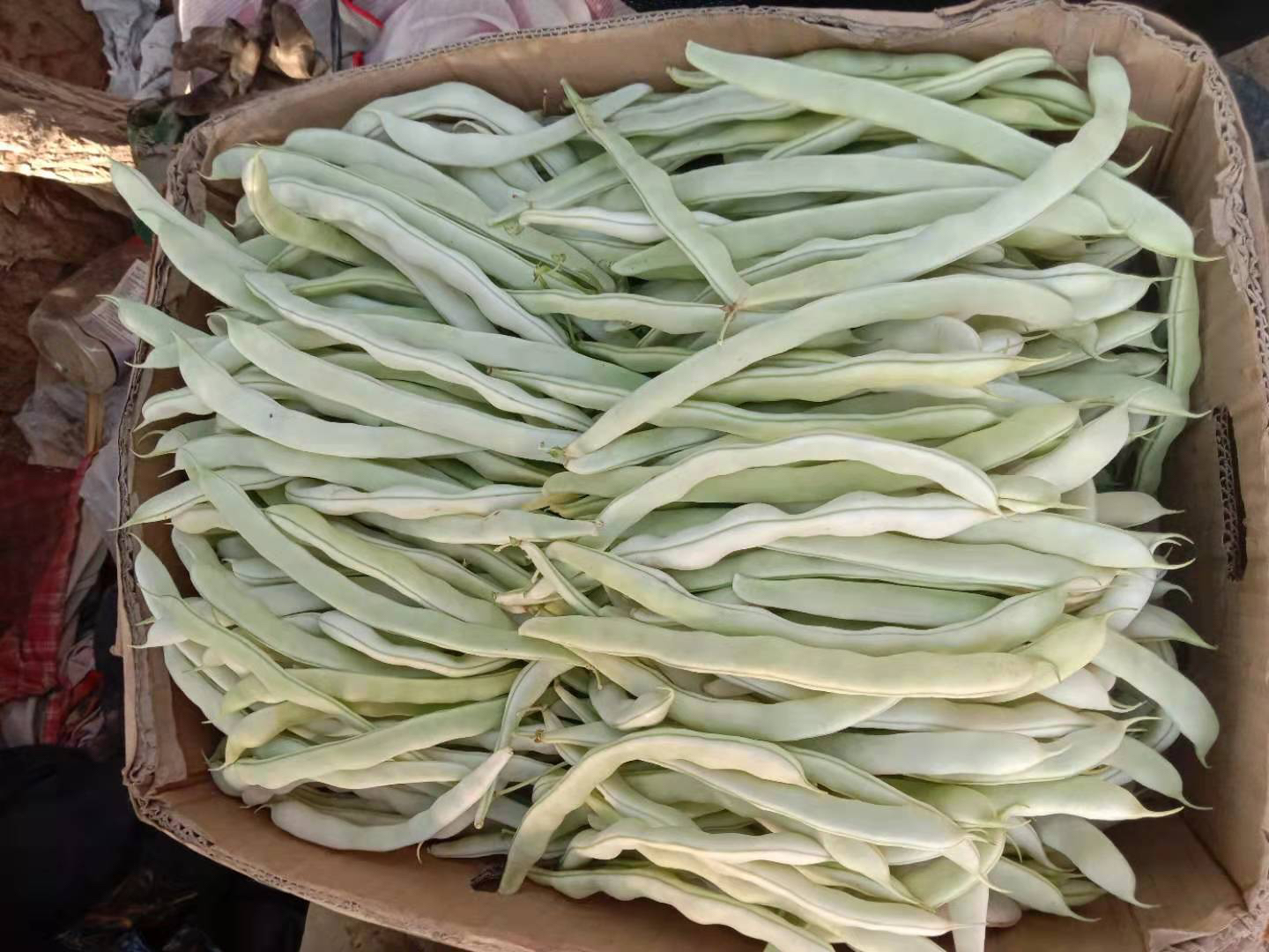 白不老云豆在超市生鲜区的货架上展示,包装精美,价格合理,吸引消费者购买 白不老云豆在超市货架上的展示