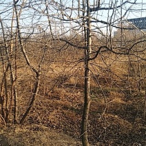 杜梨树