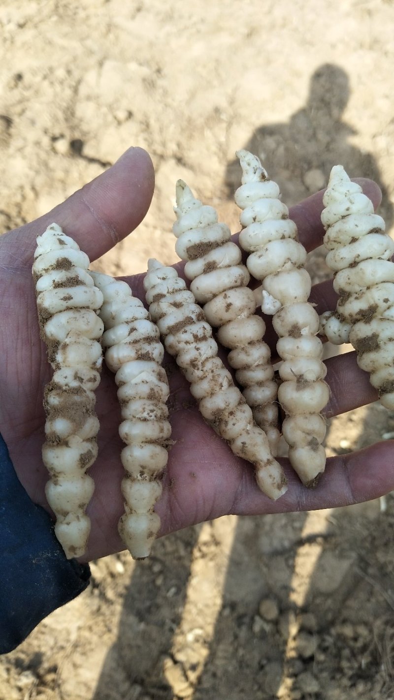 螺丝菜食用禁忌图片