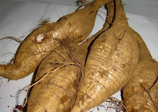 粉葛煲汤场景图