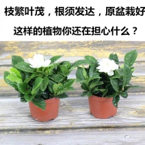 栀子花盆栽带花苞室内观花植物四季开花枝枝花树苗好养浓香型