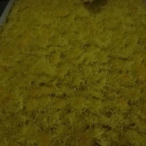 自家种植金丝皇菊