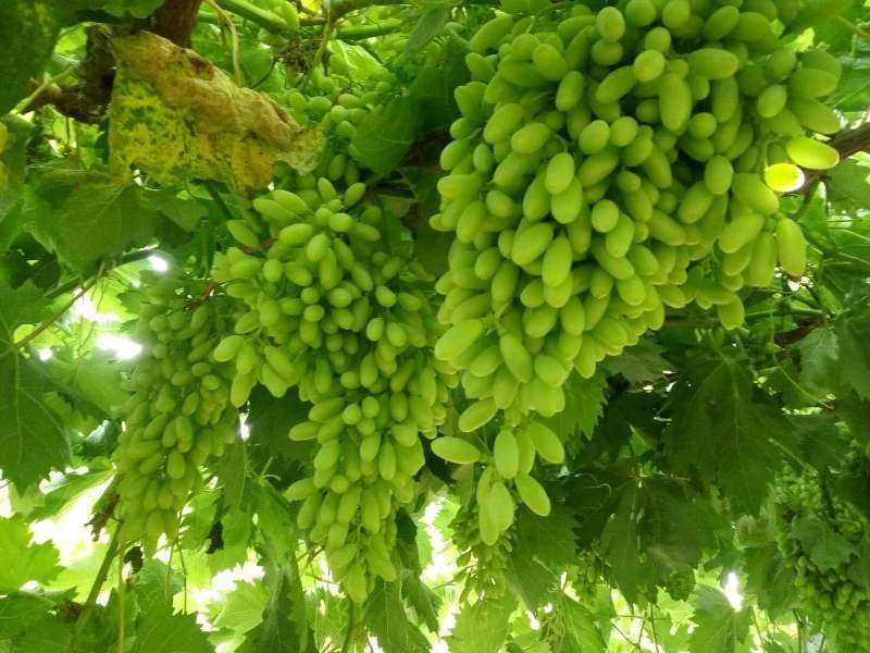 青提特写：新鲜翠绿无核青提成串悬挂，表皮覆有天然白霜，果粒饱满紧实，背景为浅木色砧板
