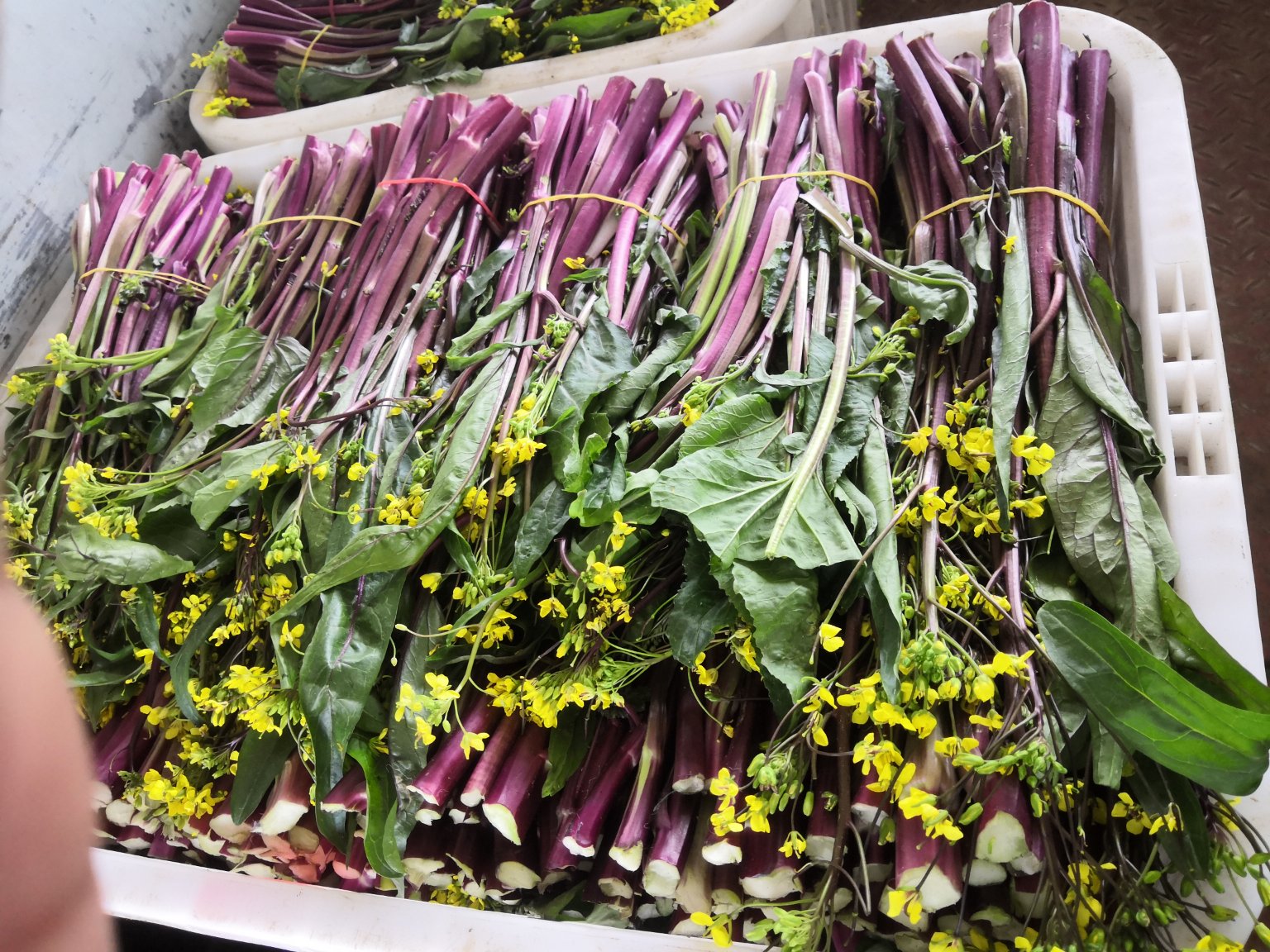 红菜苔采收现场与商品展示