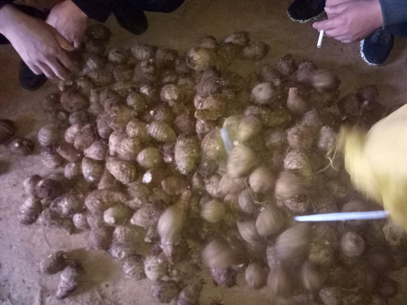 毛芋头割头操作示意图