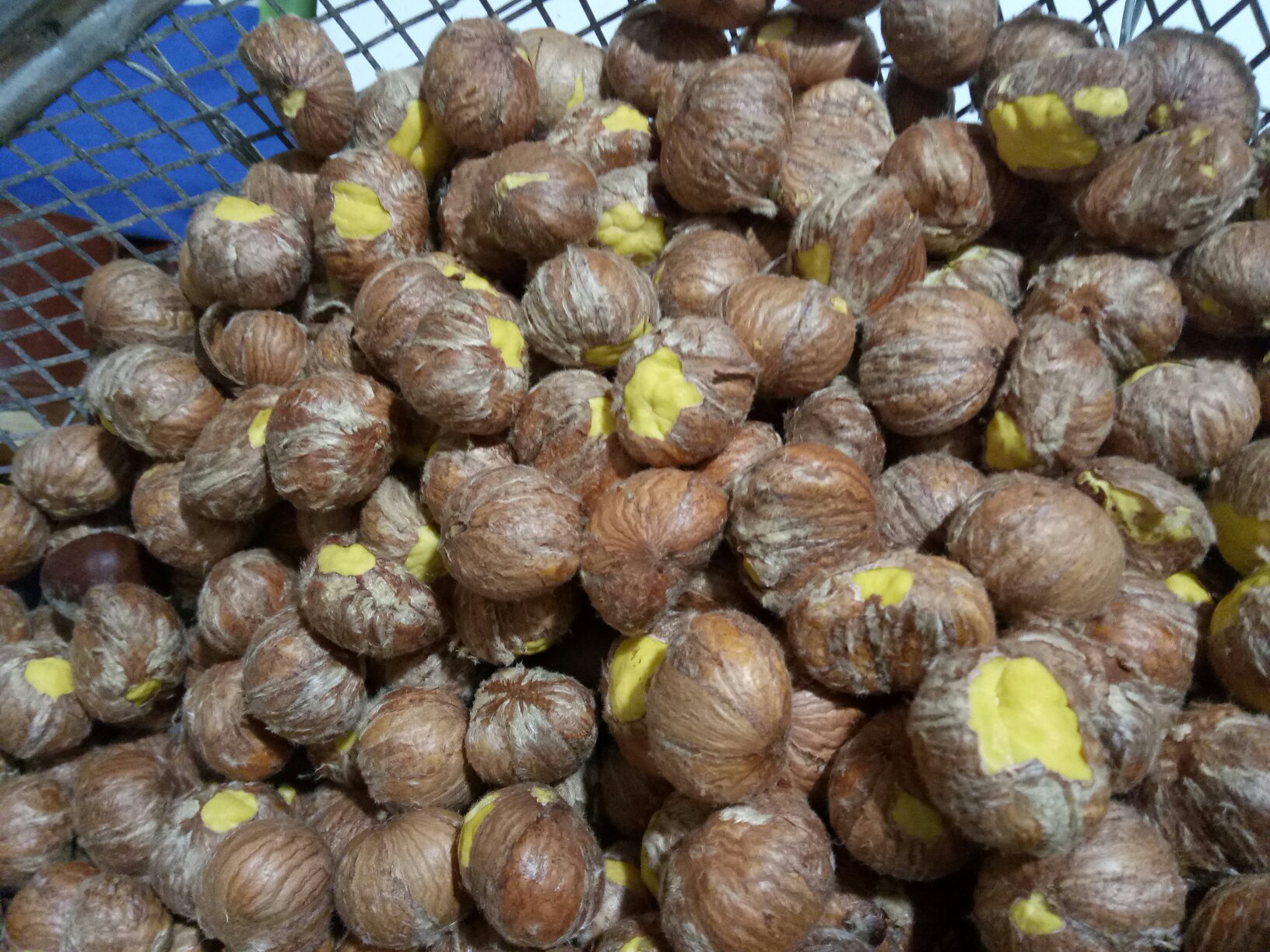 新鲜剥壳的油栗肉整齐排列在竹编簸箕上,背景为清晨山间雾气缭绕的油栗林,阳光透过树叶洒下斑驳光影,突出其原生态产地环境 油栗肉特写