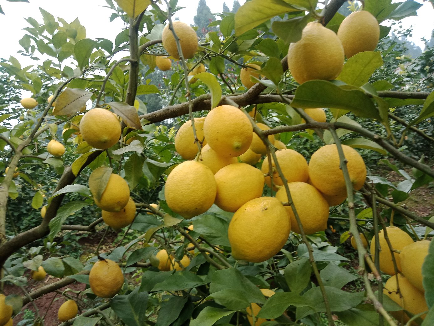 金桔柠檬鲜果特写：单果排列于竹编托盘上，表皮金橙发亮、油胞清晰可见，切开果肉呈浅黄色、汁液饱满，果心小且无核