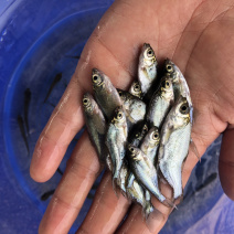 武昌鱼苗三角边鱼苗火爆供应易饲养