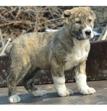 [牧羊犬批发]纯种活体幼犬中亚牧羊犬价格2500.00元/个 - 一亩田