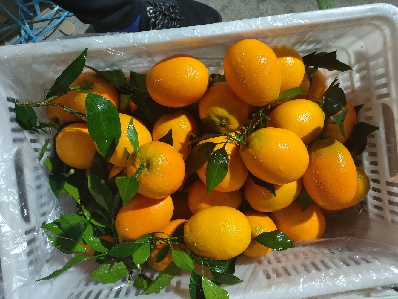 红心脐橙与黄心脐橙零售包装对比图