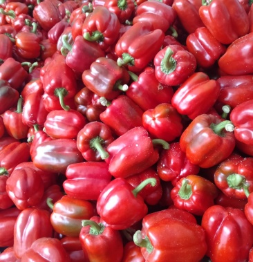 红圆椒 基地直供 保证货源 常年有货