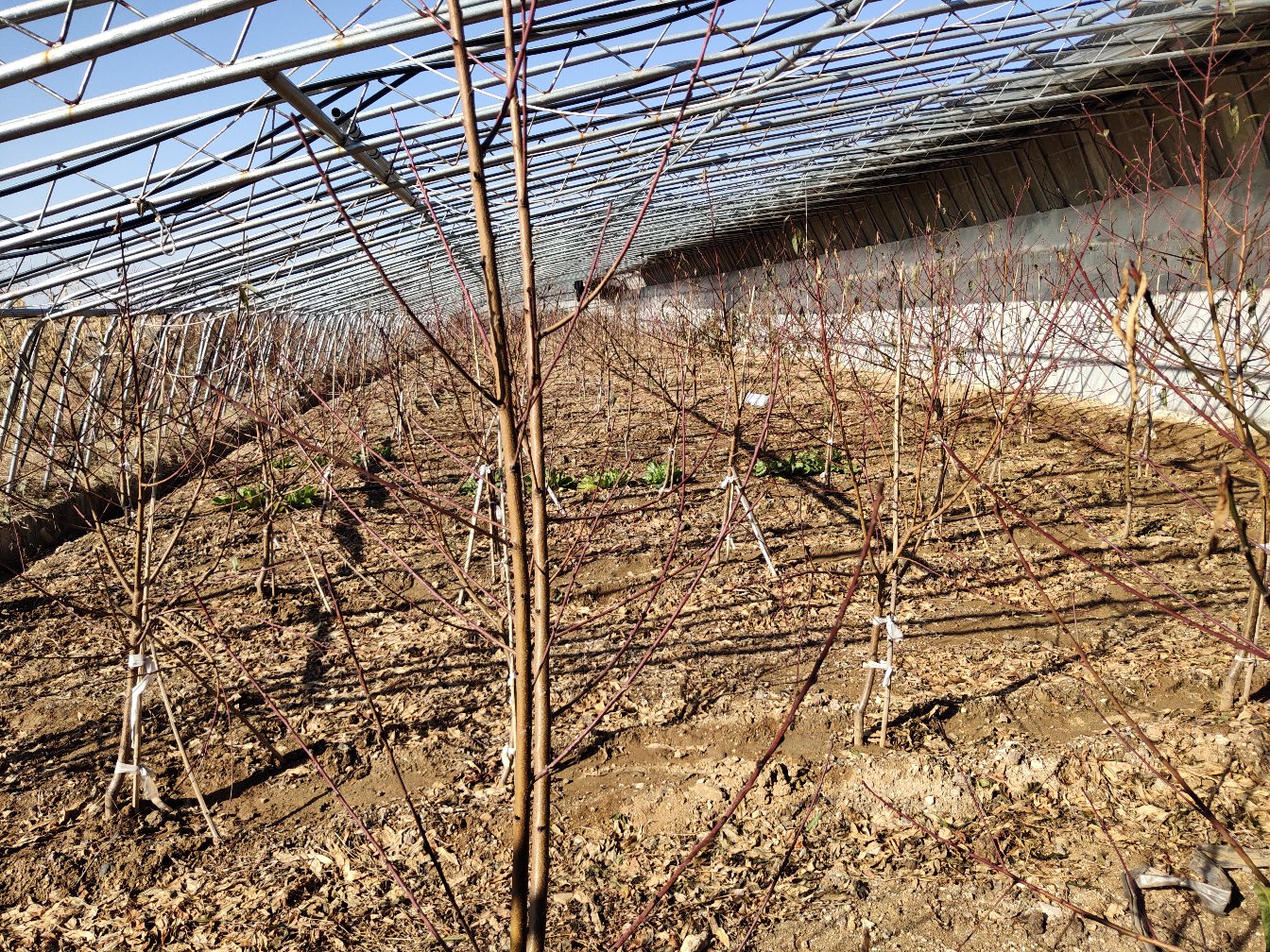金阳一号黄桃苗木繁育温室大棚内景