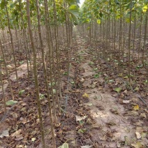 各种规格楸树梓树，基地种植，量大从优欢迎订购