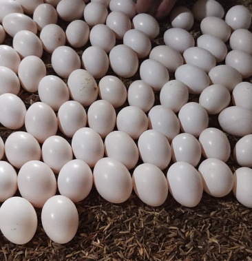 [鸽子蛋批发]河南鹤壁原粮鲜鸽蛋可视频看货基地直供支持线上交易价格