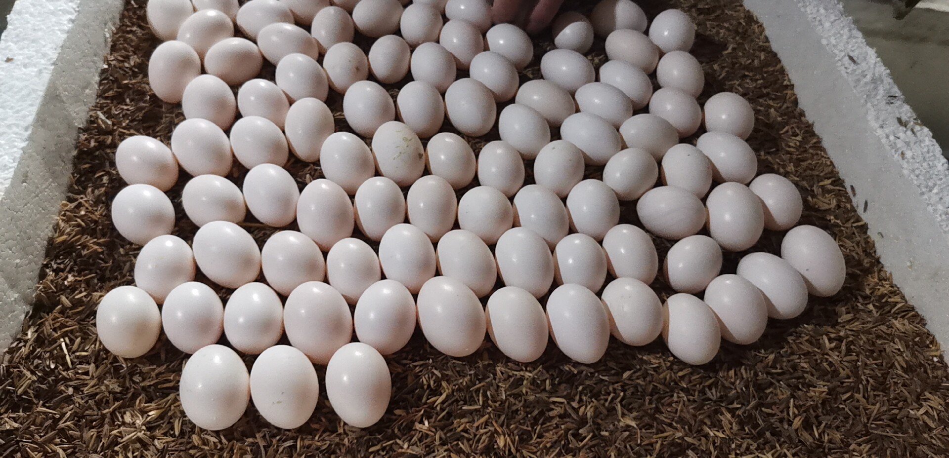 [鸽子蛋批发]大量鸽子蛋.有需要的联系.价格2.80元/个 - 一亩田