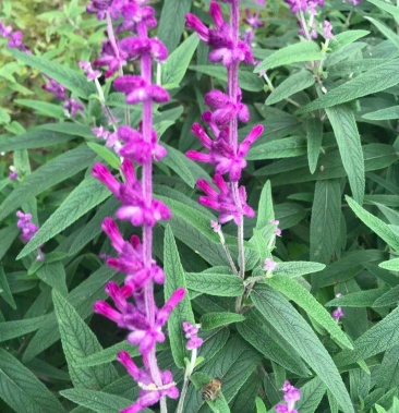 鼠尾草,洋苏草,鼠尾草基地,四川鼠尾草价格成都鼠尾草批发