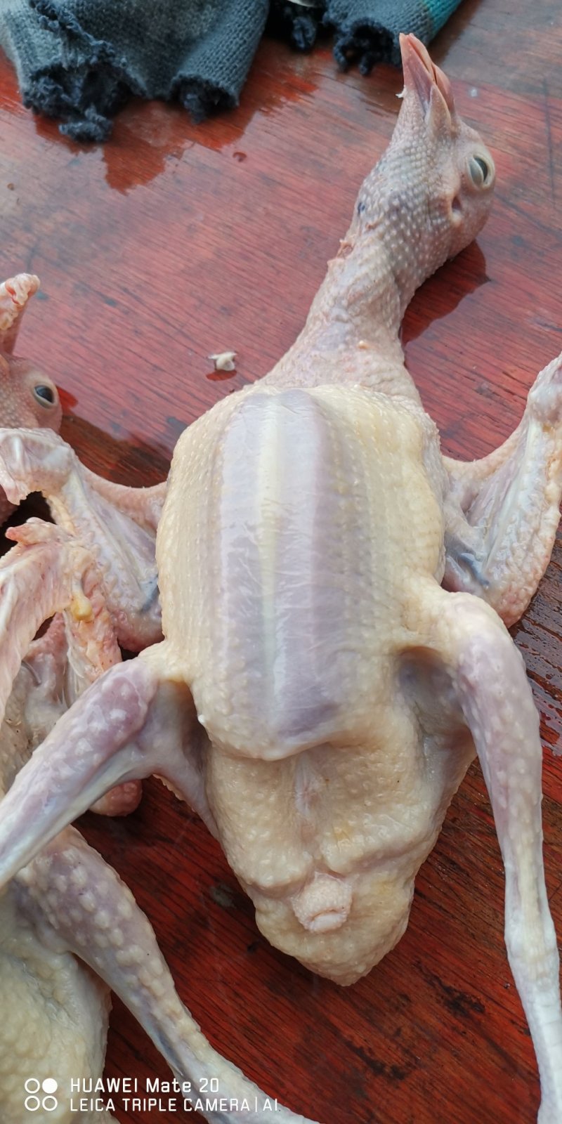 白条乳鸽供应商,寻求长期合作