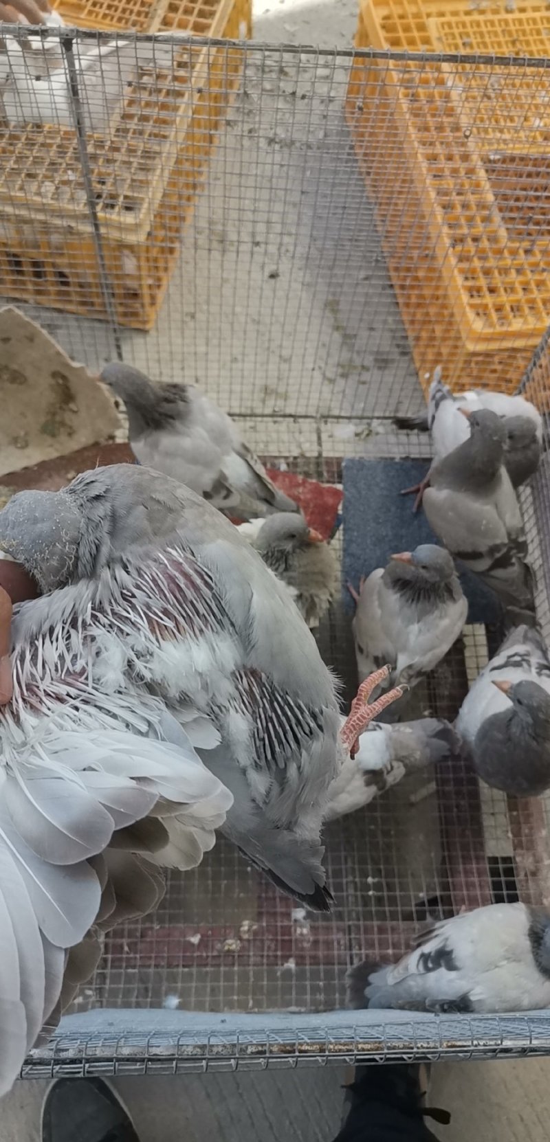 白条乳鸽供应商,寻求长期合作