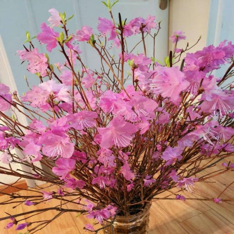 杜鹃花干枝兴安杜鹃遇水开花水培水养干支杜鹃金达莱花
