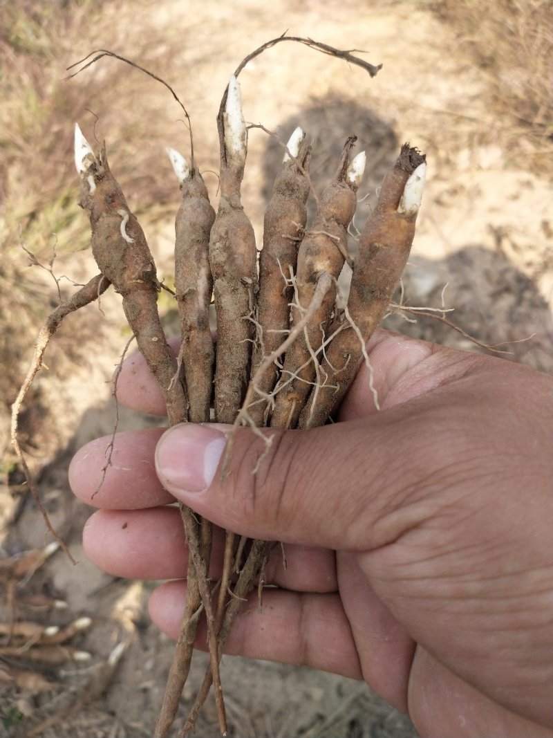 芍药苗批发改良赤芍苗1到3年赤芍苗开花芍药