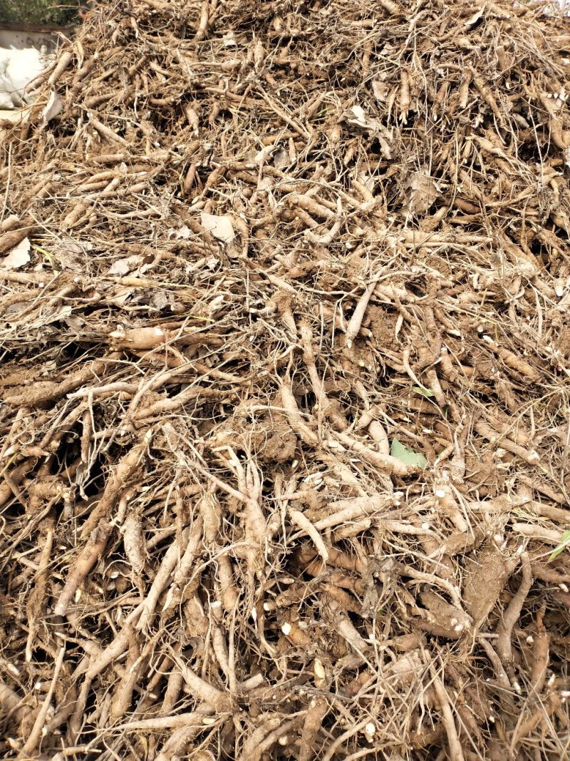 芍药苗批发改良赤芍苗1到3年赤芍苗开花芍药