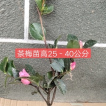 茶梅苗基地直销包邮可以视频看货选货线上交易下单