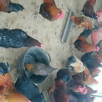 纯笨公鸡