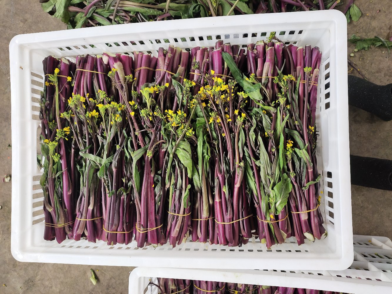 红菜苔采收与商品性展示