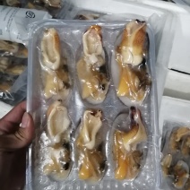 加工鲜活象拔蚌冻品