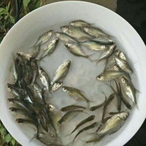 自产自销武昌鱼苗，边鱼苗，武昌鱼水花，乌子，夏花