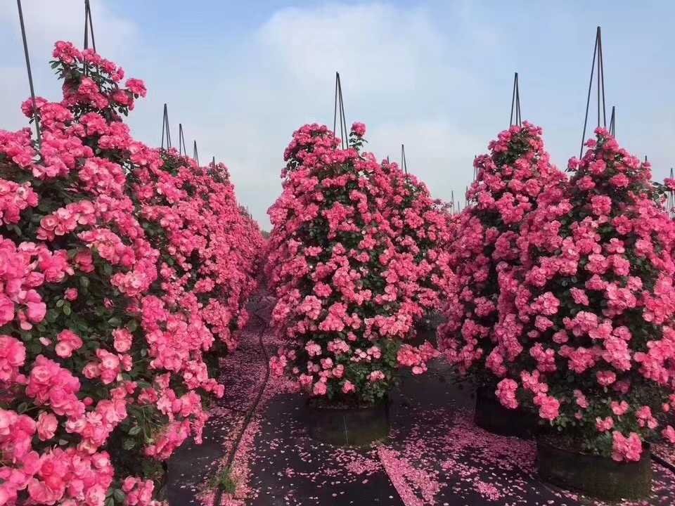 粉扇月季在园林景观中的应用