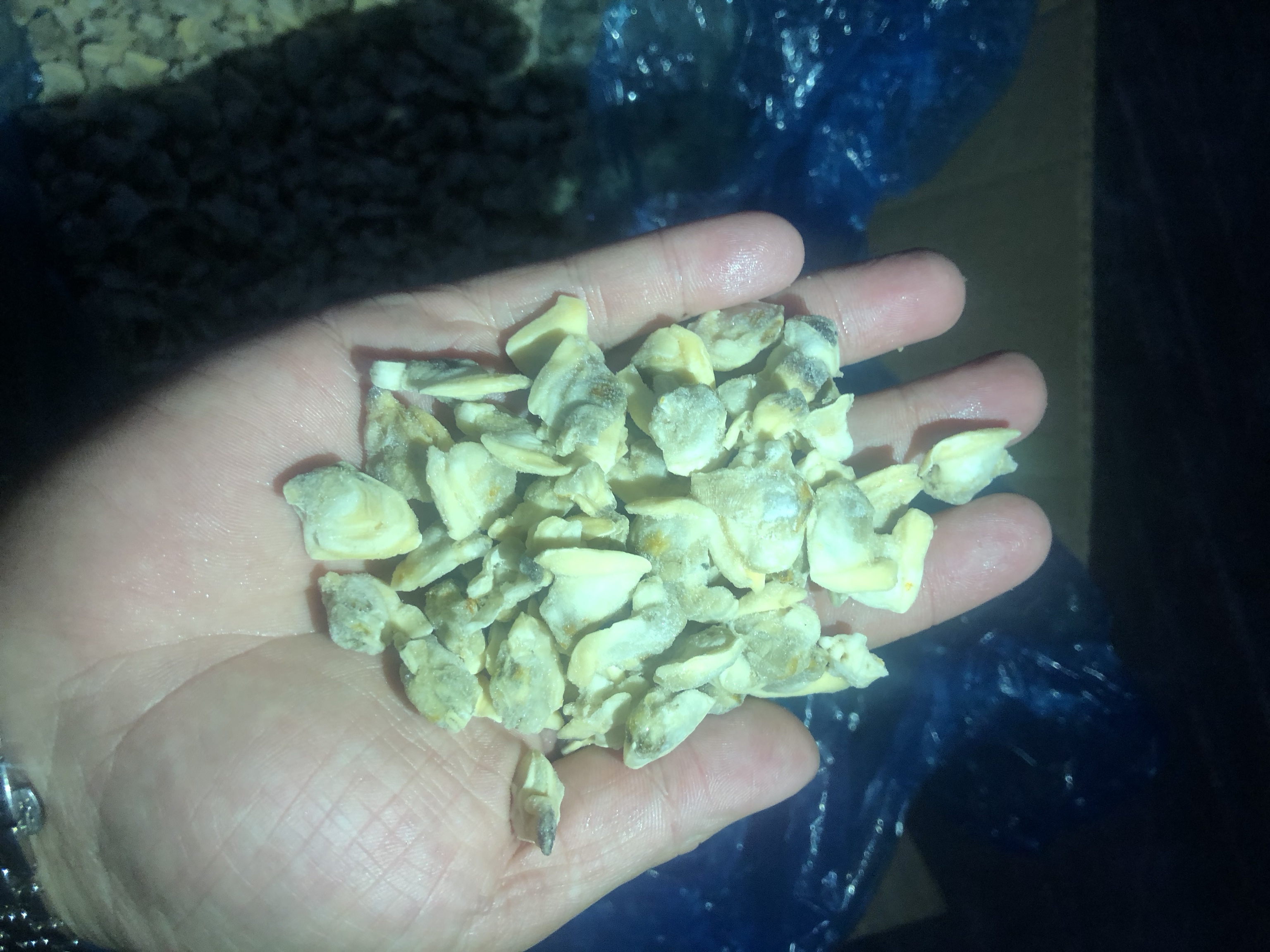 活体花蛤在淡盐水中自然吐沙的特写场景