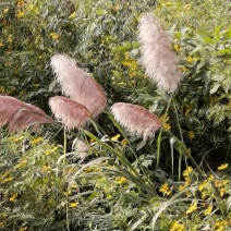 大量批发蒲苇（芦苇）干花