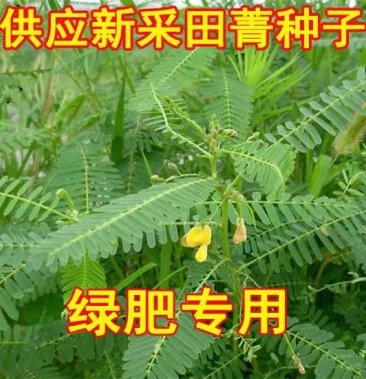 田菁种子别名碱青涝豆果园绿肥草种子四季牧草籽田青子紫色田
