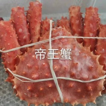 辽宁东港新鲜加工的帝王蟹