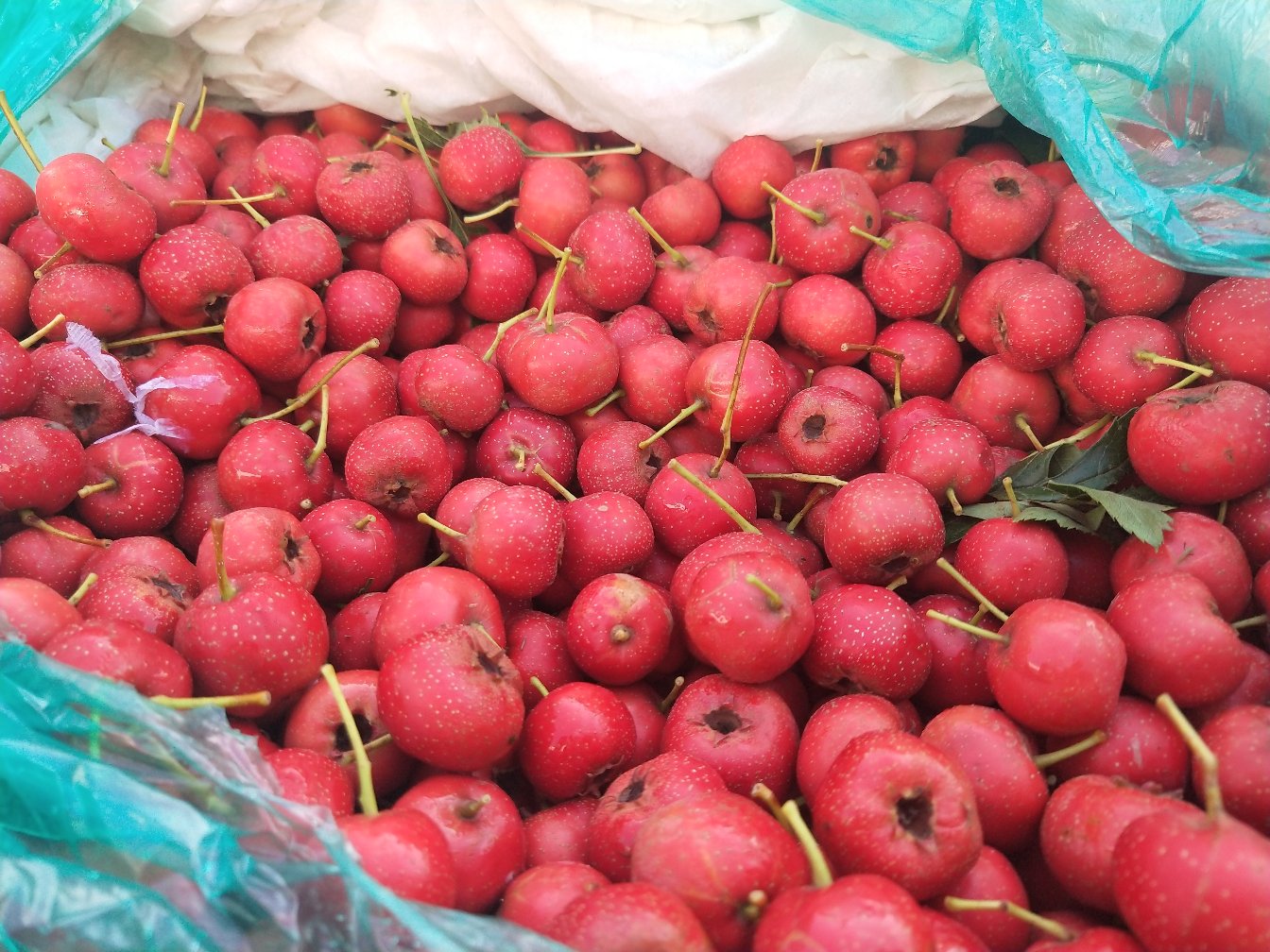 一盘新鲜采摘的甜红子果实,呈深红色,表面光滑有光泽,果形圆润饱满,部分果实带有绿色果蒂,背景为自然田园环境,突出其天然健康属性 甜红子果实特写