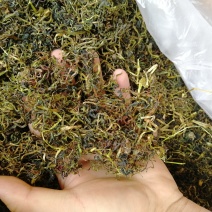 蒲公英批发大量批发产地直销