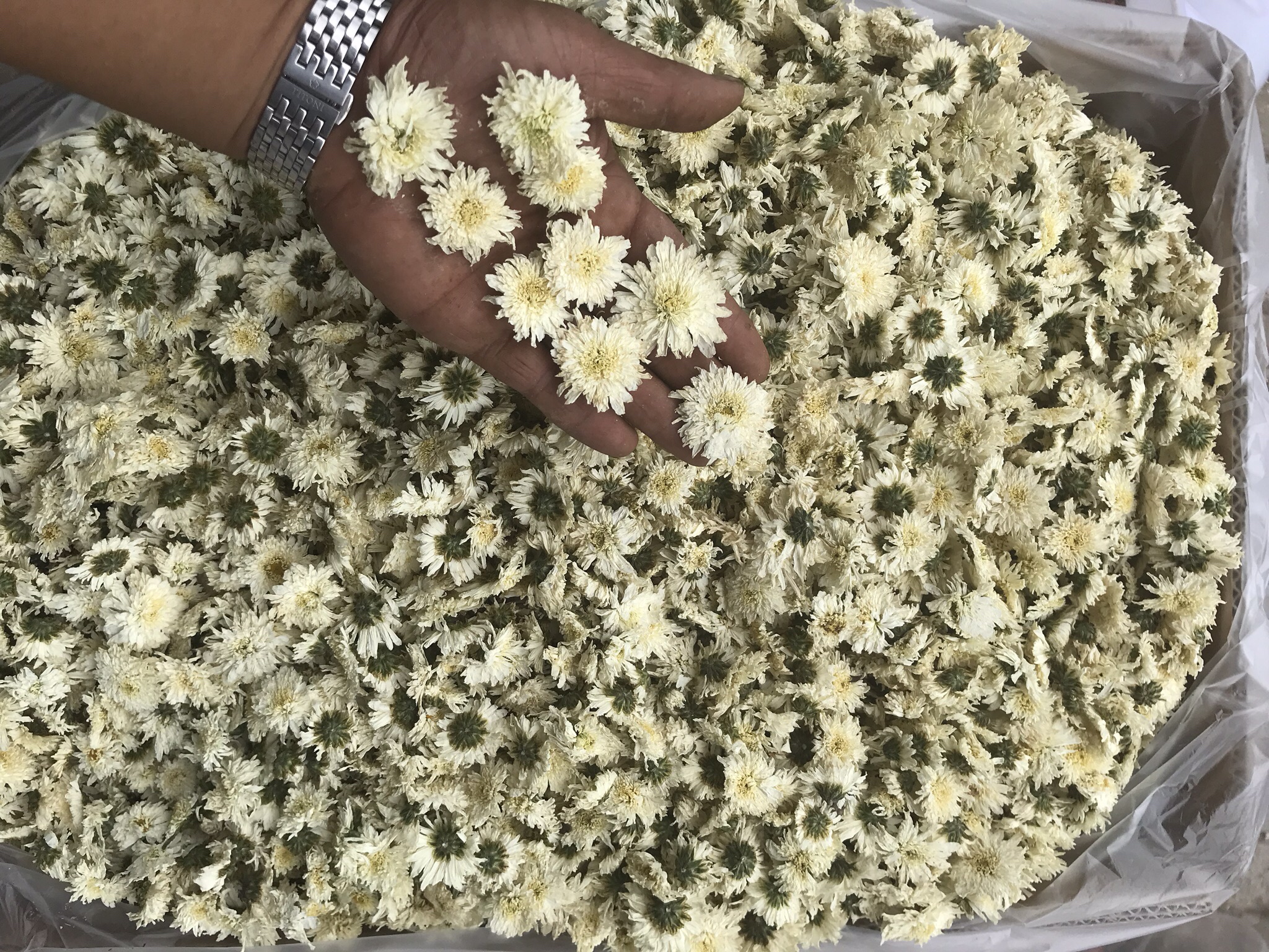 一组江西腊菊花茶的电商销售包装实物图,包含玻璃罐装精品礼盒、铝箔独立小袋、纸盒组合装三种形式,背景为中式茶桌搭配紫砂壶与菊花茶汤,突出高端养生调性,标签清晰标注‘江西腊菊’‘道地药材’‘高黄酮’等卖点文字 江西腊菊花茶电商包装展示图