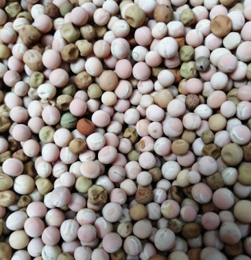 老种子白豌豆金黄豌豆九月播种