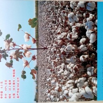 新疆农作物种子