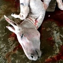 驴肉