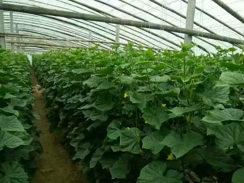 黄瓜削皮与未削皮对比图