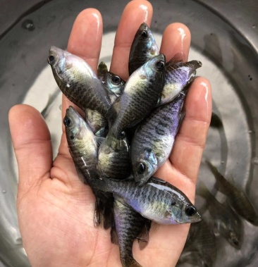 太阳鱼苗 金边太阳鱼 抗病力强 成活率高 经济实惠