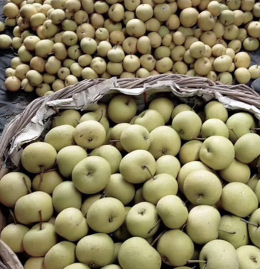 [酸梨批发]酸梨细皮小酸价格0.55元/斤 - 一亩田