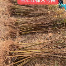 正宗红榉苗，榉树苗1米左右0.5元，全国各地现挖发货，